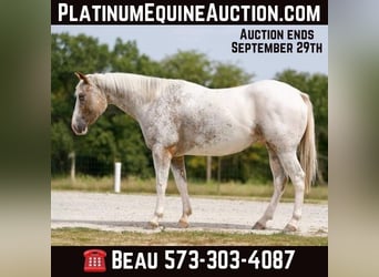 Appaloosa, Hongre, 8 Ans, 150 cm, Rouan Rouge
