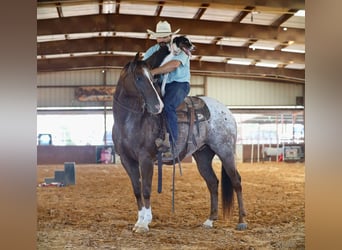 Appaloosa, Hongre, 8 Ans, 152 cm, Alezan brûlé