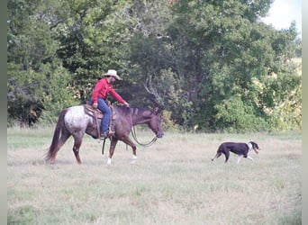 Appaloosa, Hongre, 8 Ans, 152 cm, Alezan brûlé