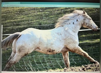 Appaloosa, Hongre, 8 Ans, 154 cm