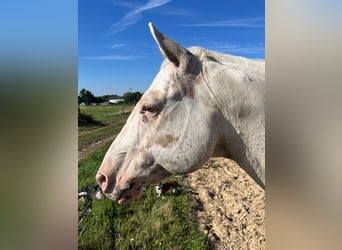 Appaloosa, Hongre, 8 Ans, 154 cm