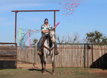 Appaloosa, Hongre, 8 Ans, 155 cm, Noir