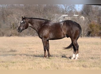 Appaloosa, Hongre, 8 Ans, 160 cm, Bai cerise