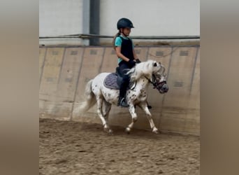 Appaloosa, Hongre, 8 Ans, 98 cm, Léopard