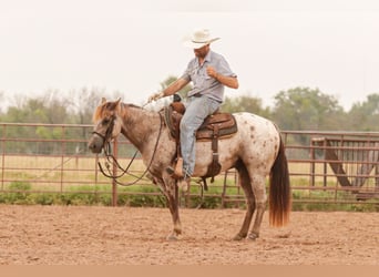 Appaloosa, Hongre, 8 Ans, Rouan Rouge