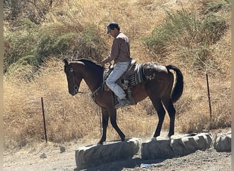 Appaloosa, Hongre, 9 Ans, 142 cm, Bai cerise