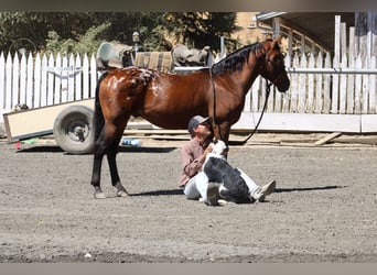 Appaloosa, Hongre, 9 Ans, 142 cm, Bai cerise