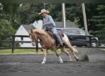 Appaloosa, Hongre, 9 Ans, 145 cm, Roan-Bay