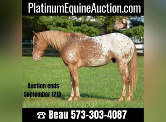 Appaloosa, Hongre, 9 Ans, 145 cm, Roan-Bay