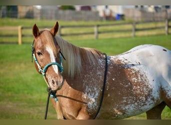 Appaloosa, Hongre, 9 Ans, 145 cm, Roan-Bay