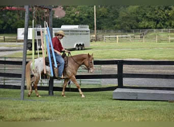 Appaloosa, Hongre, 9 Ans, 145 cm, Roan-Bay