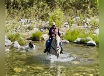 Appaloosa, Hongre, 9 Ans, 150 cm, Alezan cuivré