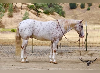 Appaloosa, Hongre, 9 Ans, 150 cm, Alezan cuivré