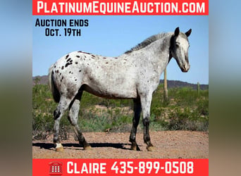 Appaloosa, Hongre, 9 Ans, 150 cm, Gris