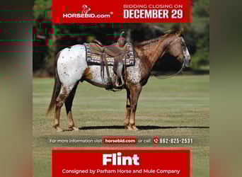 Appaloosa, Hongre, 9 Ans, 152 cm, Alezan brûlé