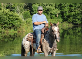 Appaloosa, Hongre, 9 Ans, 155 cm, Alezan cuivré