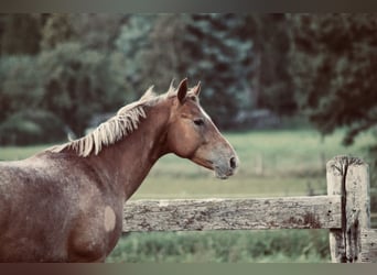 Appaloosa Croisé, Hongre, 9 Ans