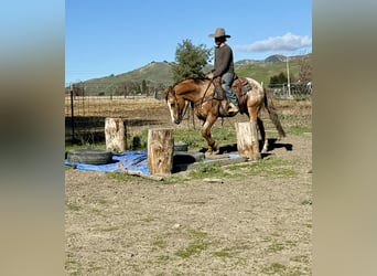 Appaloosa, Hongre, 9 Ans, Rouan Rouge
