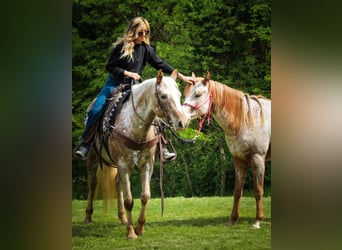 Appaloosa, Jument, 10 Ans, 137 cm, Rouan Rouge