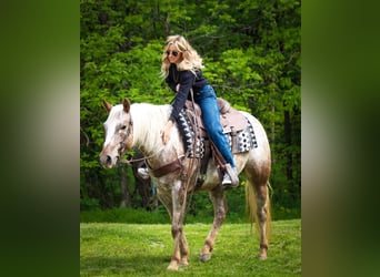 Appaloosa, Jument, 10 Ans, 137 cm, Rouan Rouge