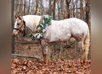 Appaloosa, Jument, 10 Ans, 137 cm, Rouan Rouge