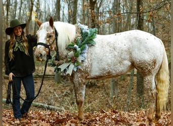 Appaloosa, Jument, 10 Ans, 137 cm, Rouan Rouge