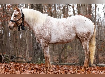 Appaloosa, Jument, 10 Ans, 137 cm, Rouan Rouge