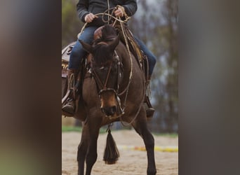 Appaloosa, Jument, 10 Ans, 148 cm, Léopard