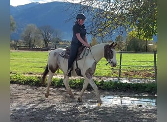 Appaloosa, Jument, 10 Ans, 150 cm, Léopard
