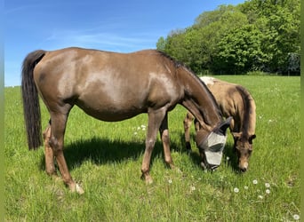 Appaloosa, Jument, 10 Ans, 153 cm, Alezan brûlé