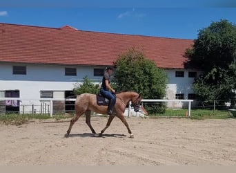 Appaloosa Croisé, Jument, 10 Ans, 155 cm