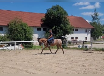 Appaloosa Croisé, Jument, 10 Ans, 155 cm