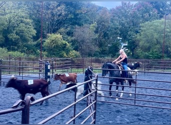 Appaloosa, Jument, 10 Ans, 163 cm