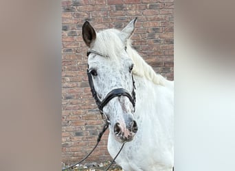 Appaloosa, Jument, 11 Ans, 145 cm, Gris moucheté