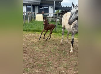Appaloosa, Jument, 11 Ans, 155 cm, Bai