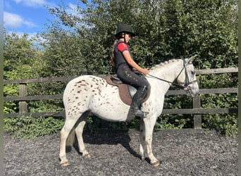 Appaloosa Croisé, Jument, 12 Ans, 122 cm