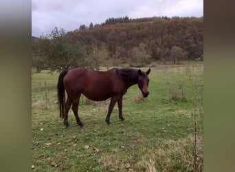 Appaloosa, Jument, 12 Ans, 150 cm, Bai brun