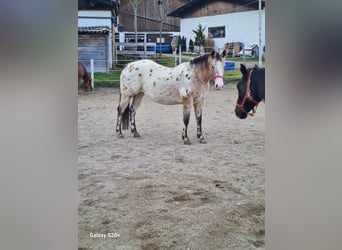 Appaloosa, Jument, 12 Ans, 150 cm