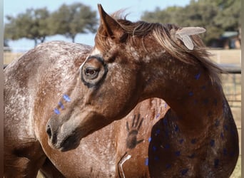 Appaloosa, Jument, 12 Ans, 150 cm, Rouan Rouge