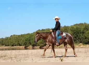 Appaloosa, Jument, 12 Ans, 150 cm, Rouan Rouge