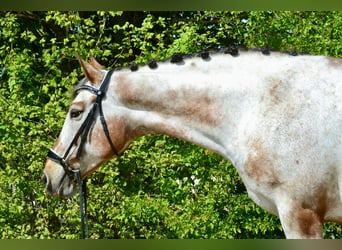 Appaloosa, Jument, 12 Ans, 158 cm, Léopard