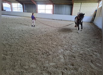 Appaloosa, Jument, 13 Ans, 133 cm, Tobiano-toutes couleurs