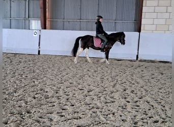 Appaloosa, Jument, 13 Ans, 133 cm, Tobiano-toutes couleurs