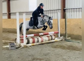 Appaloosa, Jument, 13 Ans, 135 cm, Gris moucheté