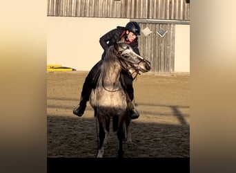 Appaloosa Croisé, Jument, 13 Ans, 137 cm, Léopard
