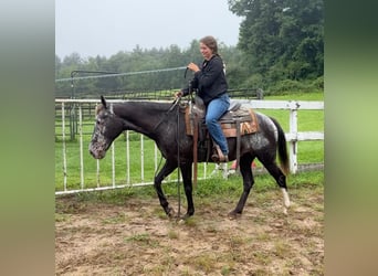 Appaloosa, Jument, 13 Ans, 145 cm, Noir