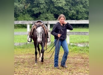 Appaloosa, Jument, 13 Ans, 145 cm, Noir