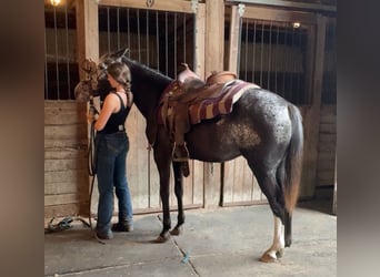 Appaloosa, Jument, 13 Ans, 145 cm, Noir