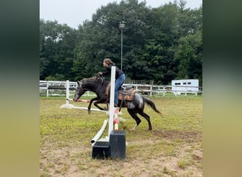 Appaloosa, Jument, 13 Ans, 145 cm, Noir