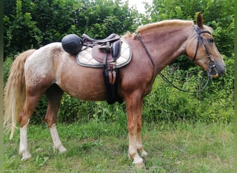 Appaloosa Croisé, Jument, 13 Ans, 146 cm, Rouan Rouge